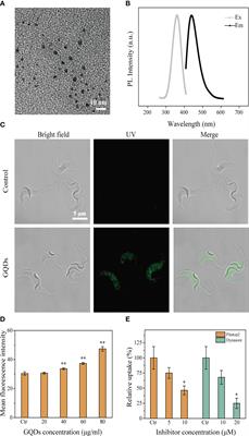 Graphene quantum dots induce cascadic apoptosis via interaction with proteins associated with <mark class="highlighted">anti-oxidation</mark> after endocytosis by Trypanosoma brucei
